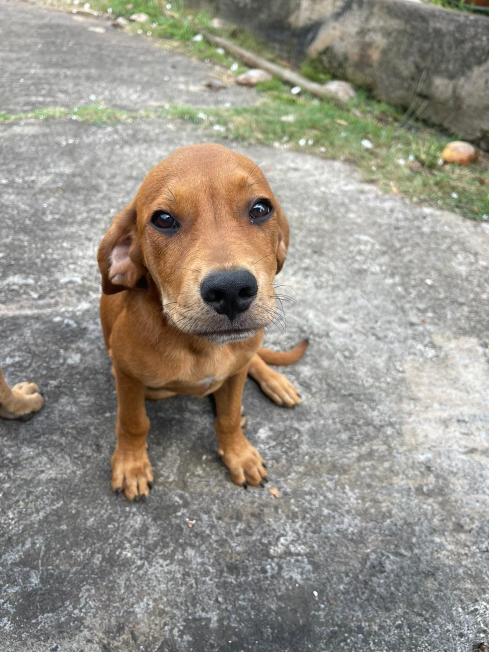 Chiens à adopter